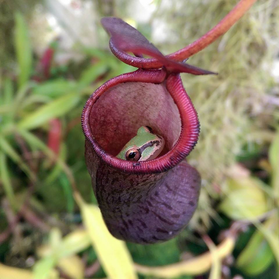 A small red speckled nepenthes pitcher with a green frog peeking out from inside the pitcher