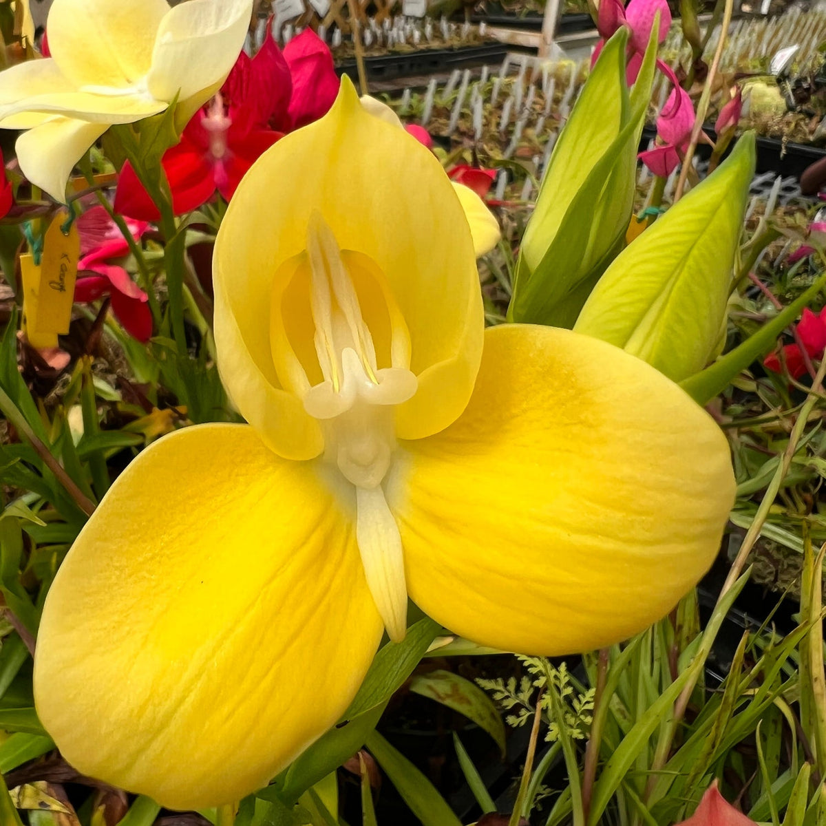 Yellow three petaled disa orchid with red and pink orchids in the background