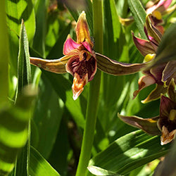Non-Carnivorous Plants