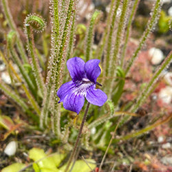 Temperate Butterworts (Pinguicula)