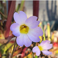 Warm Temperate Butterworts (Pinguicula)