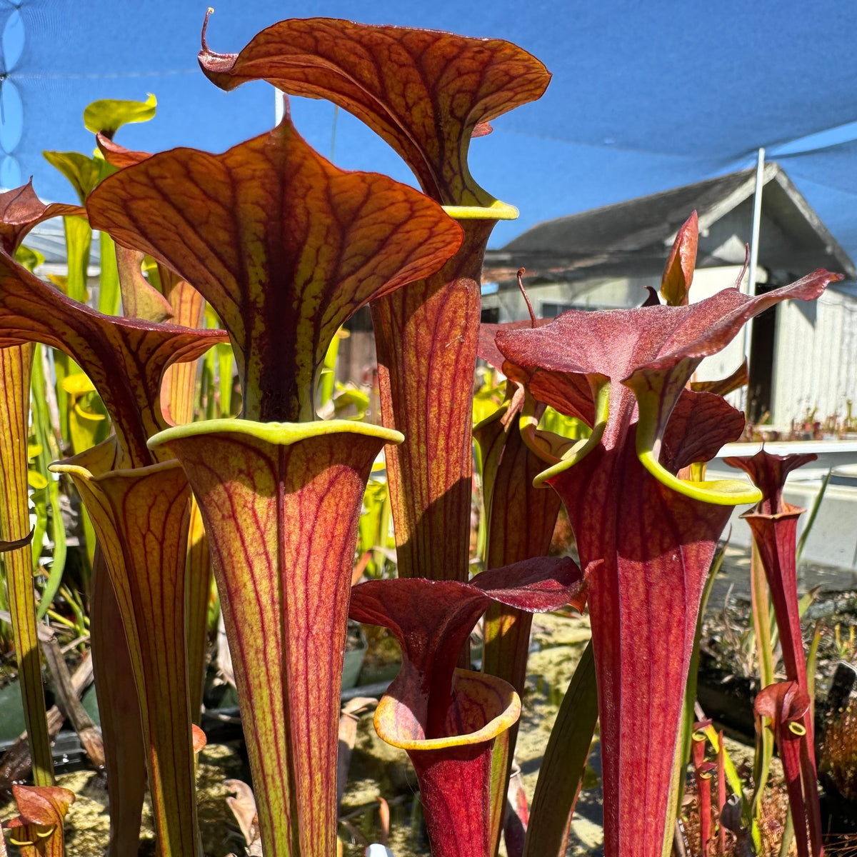 Sarracenia pitchers blushing red with a dark blotch and red venation in an outdoor setting
