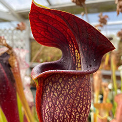 American Pitcher Plant (Sarracenia) Species