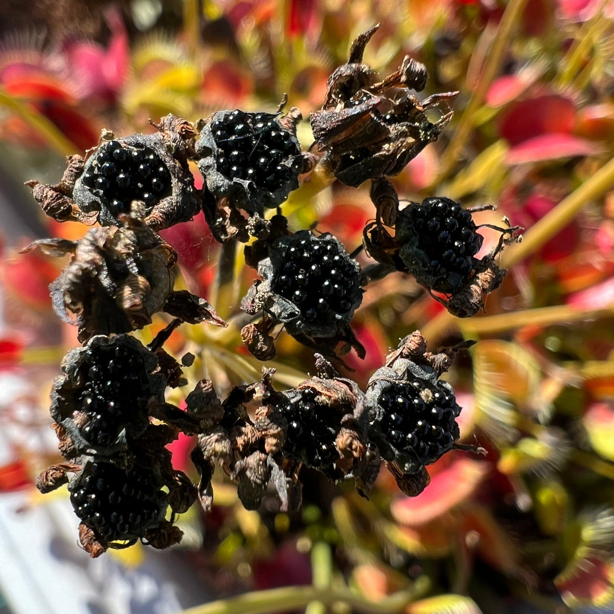 Close up of dozens of shiny black seeds on a venus flytrap flower