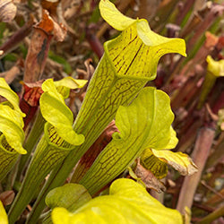 Seeds
