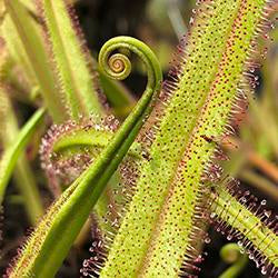 King Sundew (Drosera Regia)
