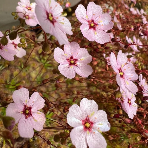 Close-up of Drosera pulchella 'pink flower' with pink petals and green centers, photographed outdoors.