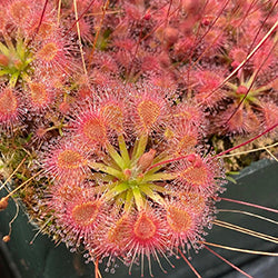 Pygmy Sundews (Drosera)