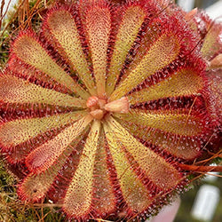 Rosetted Sundews (Drosera)
