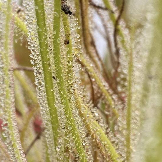 Drosera tracyi leaves covered in dew droplets