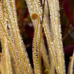 Temperate Sundews (Drosera)