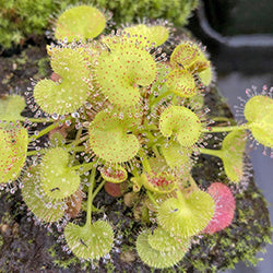 Tropical Sundews (Drosera)