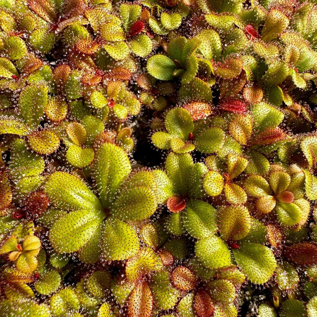 A close-up image of Drosera rosulata sundew with green and reddish leaves forming rosettes.