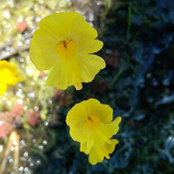 Aquatic bladderworts (Utricularia)