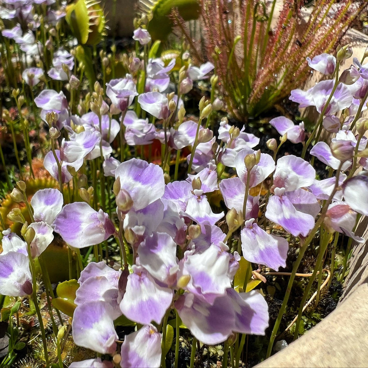 Lots of small white and purple apron like flowers blooming alongside venus flytraps and sundews