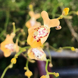 Terrestrial Bladderworts (Utricularia)