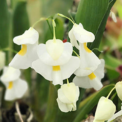 Tropical Bladderworts (Utricularia)