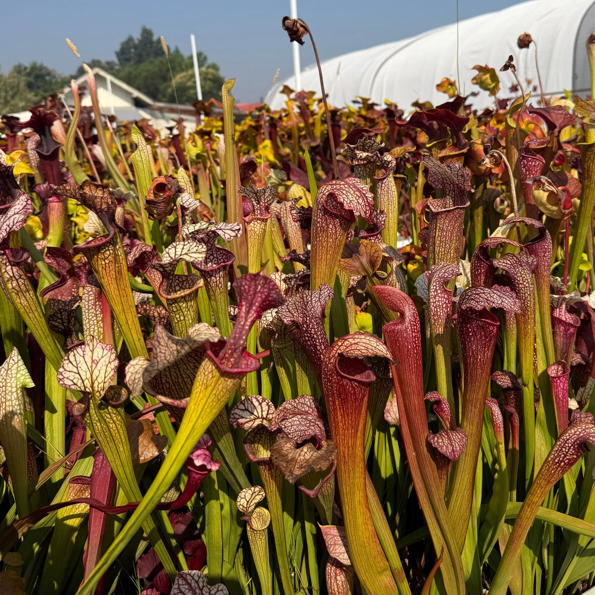 Lots of Sarracenia pitchers of all different colors and shapes in a large trap against a greenhouse and blue sky