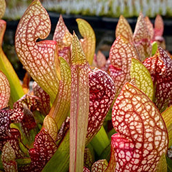 American Pitcher Plant (Sarracenia) Hybrids