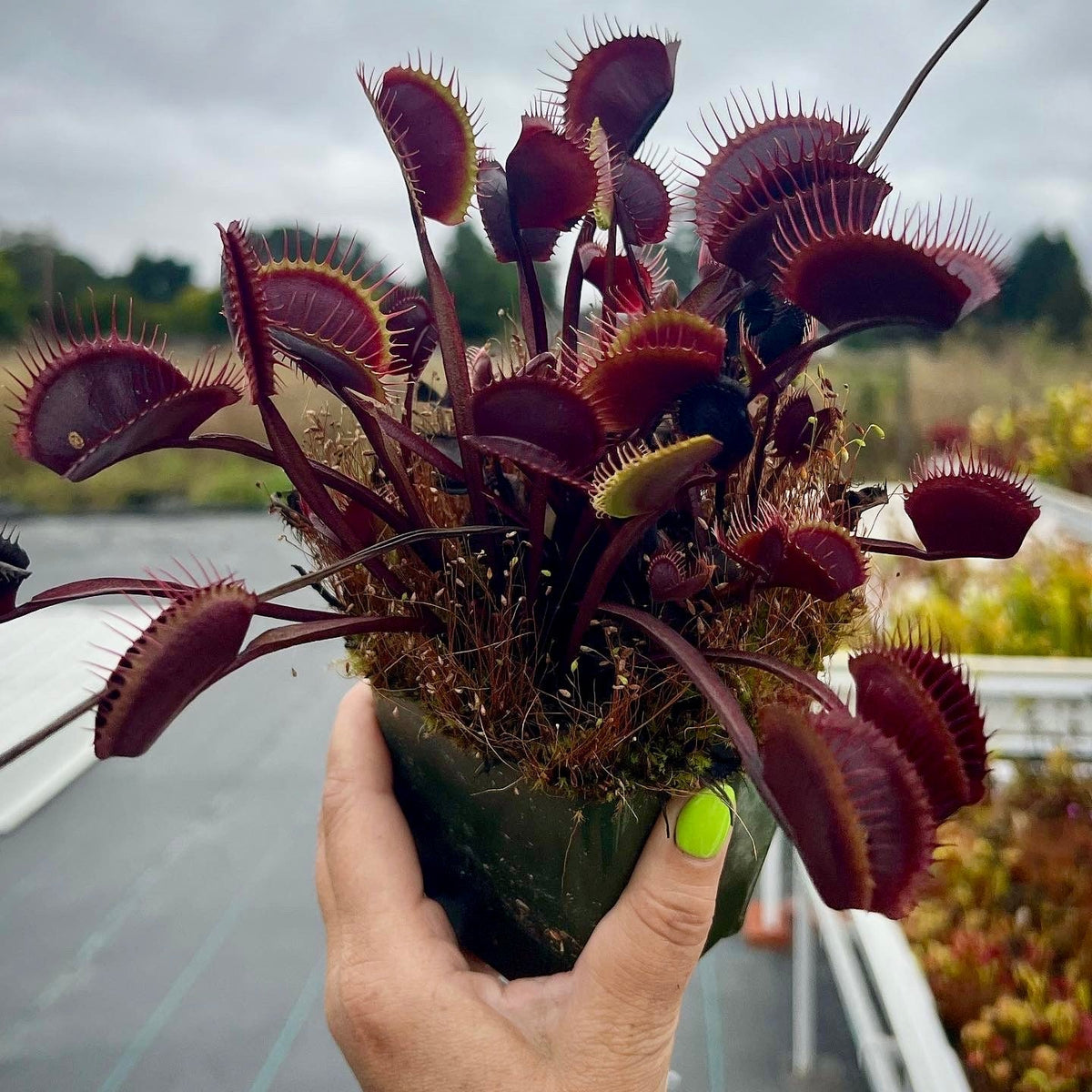 A hand with bright green nail polish holds a potted Venus flytrap plant on an outdoor walkway under an overcast sky. The flytraps are dark reddish-purple with bright red teeth and are growing in a dark green pot.