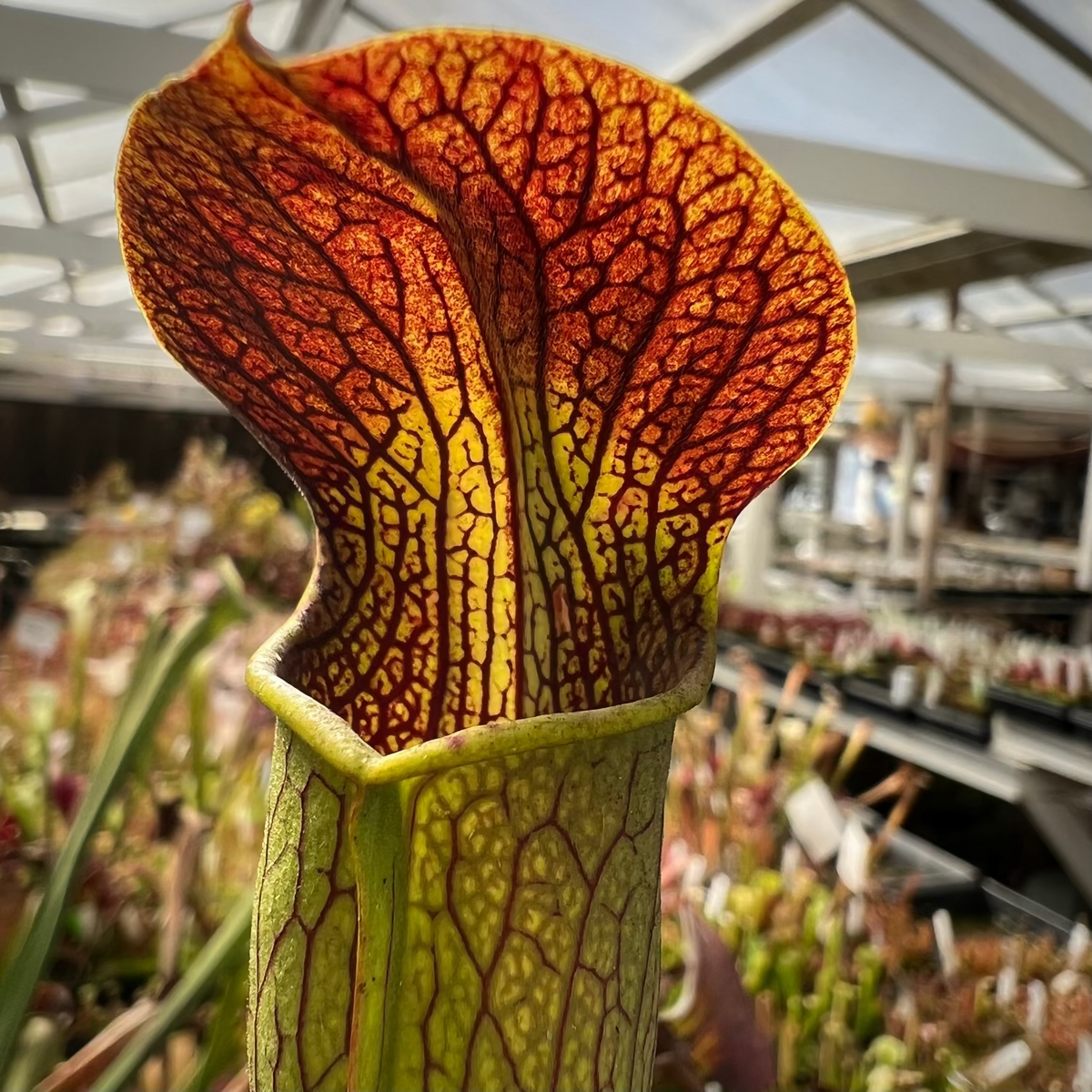 A close up of a pitcher plant with a green body and red venation and an upright lid with a red flush