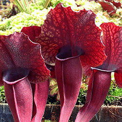 Bloomscape Launches New Carnivorous Plant Collection