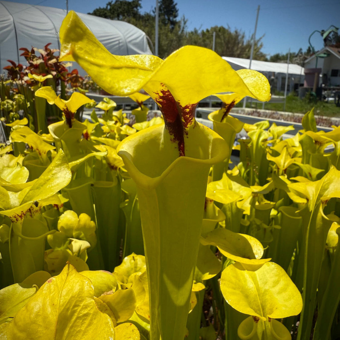 A close-up outdoor shot of bright yellow pitcher plants (Sarracenia, with white greenhouse structures and blue sky visible in the background.