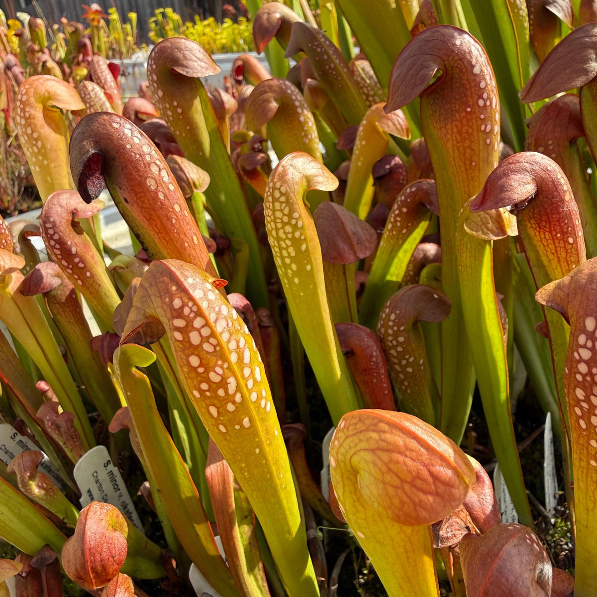 A cluster of Sarracenia minor pitchers with hooded lids and bright white light windows dappling the back of the pitchers in a backyard setting