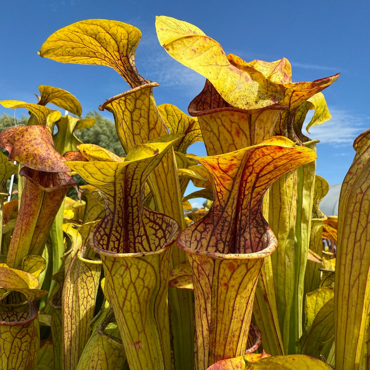 Sarracenia pitchers that are greenish yellow with red venation and vaulted lids against a blue sky