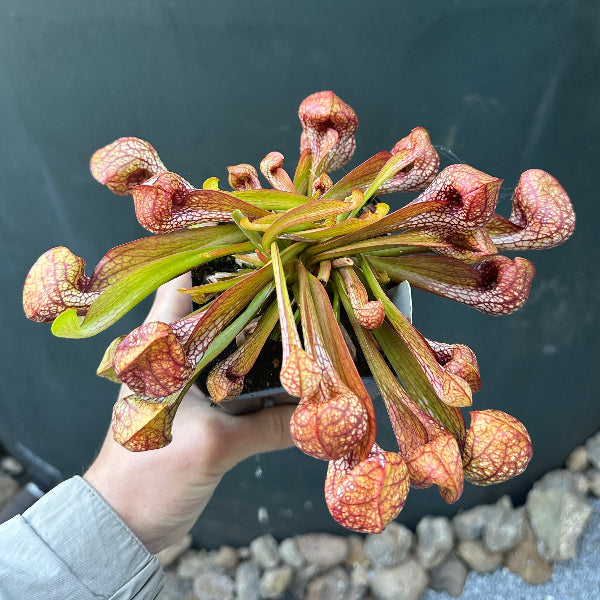 Sarracenia psittacina v. okefenokeensis “Franklin Co, FL”