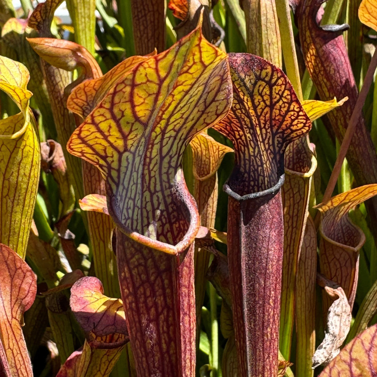 Close up of two Sarracenia pitchers that are dark red with yellow lids and red venation against a backdrop of other pitchers