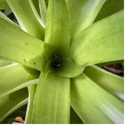 Bromeliads
