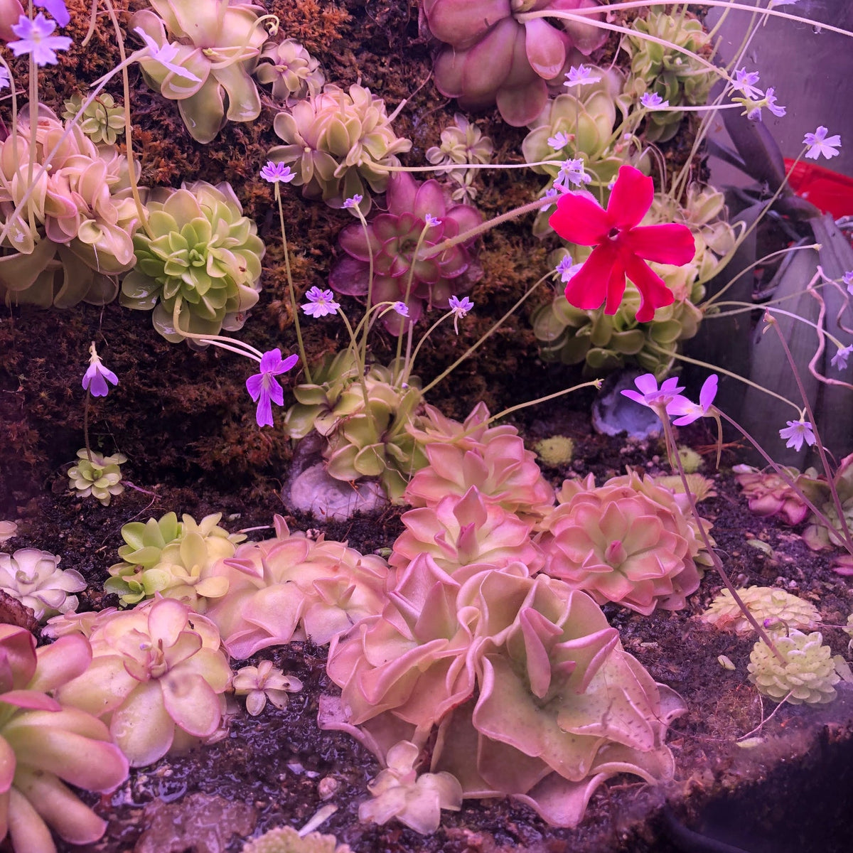 A close-up of a dense arrangement of carnivorous pitcher plants and sundews with pink, purple, and green foliage, growing in soil with small flowers.