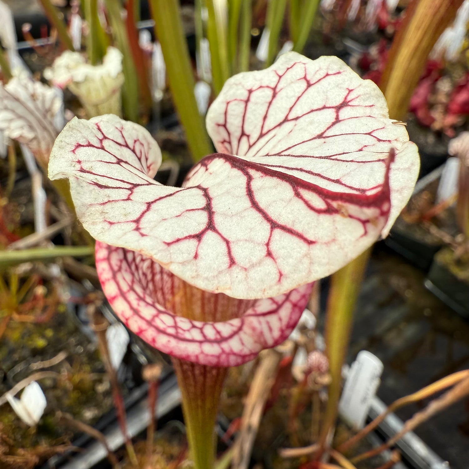 Sarracenia “OBH97” x ( x ‘Atlas’ ) Potted