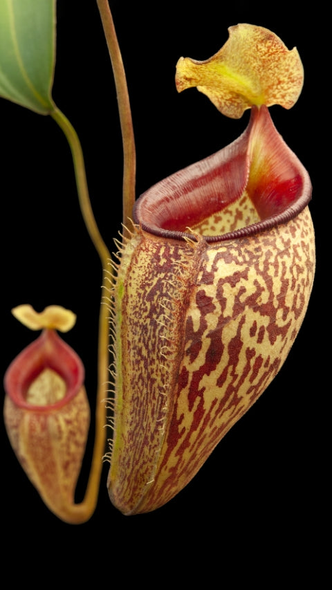 Nepenthes talangensis Potted