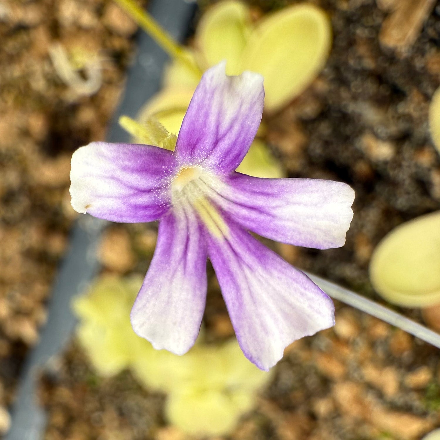 Pinguicula x “Hanok” BARE ROOT