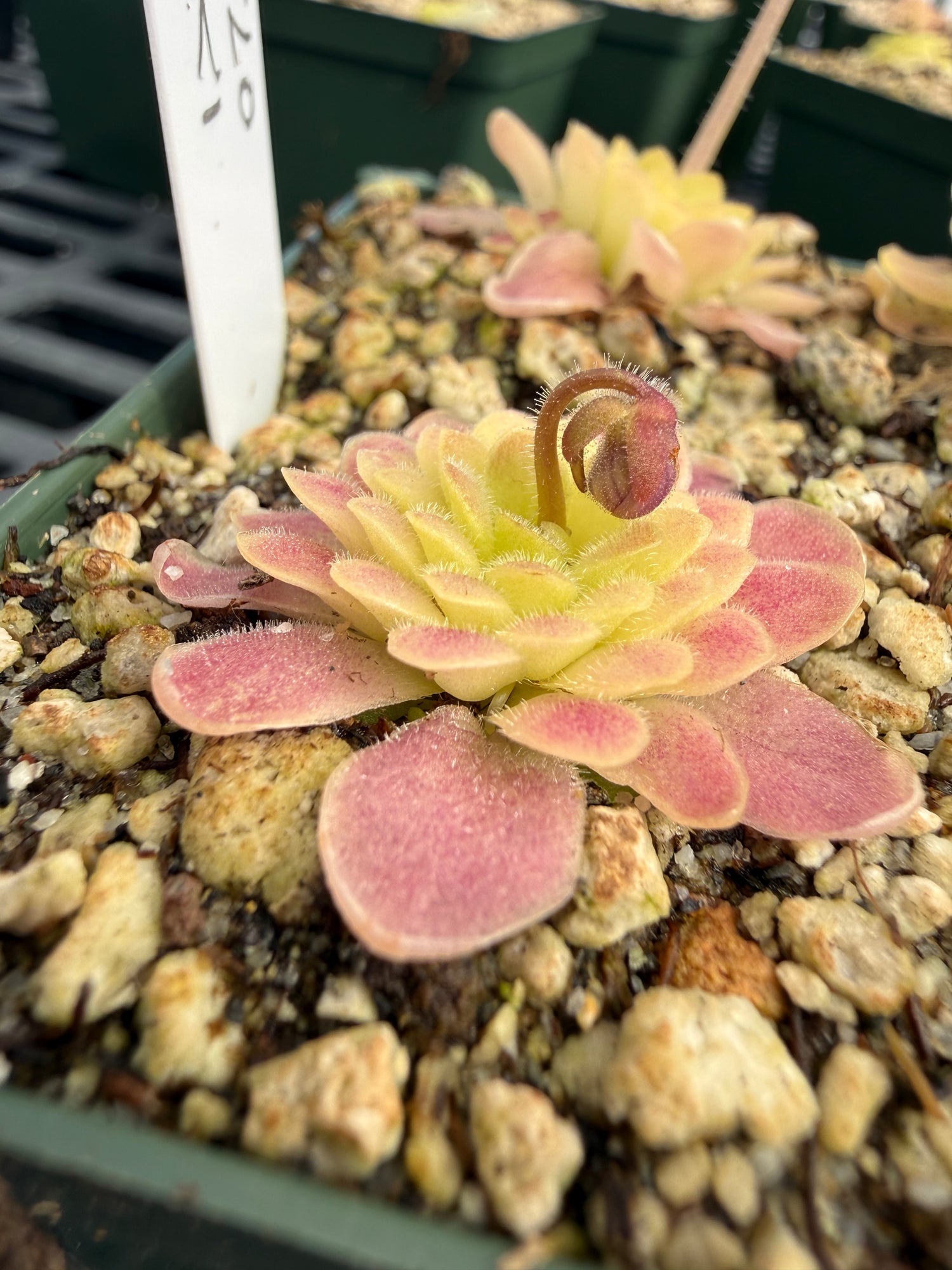 Pinguicula x “Arsenic & Old Lace” BARE ROOT