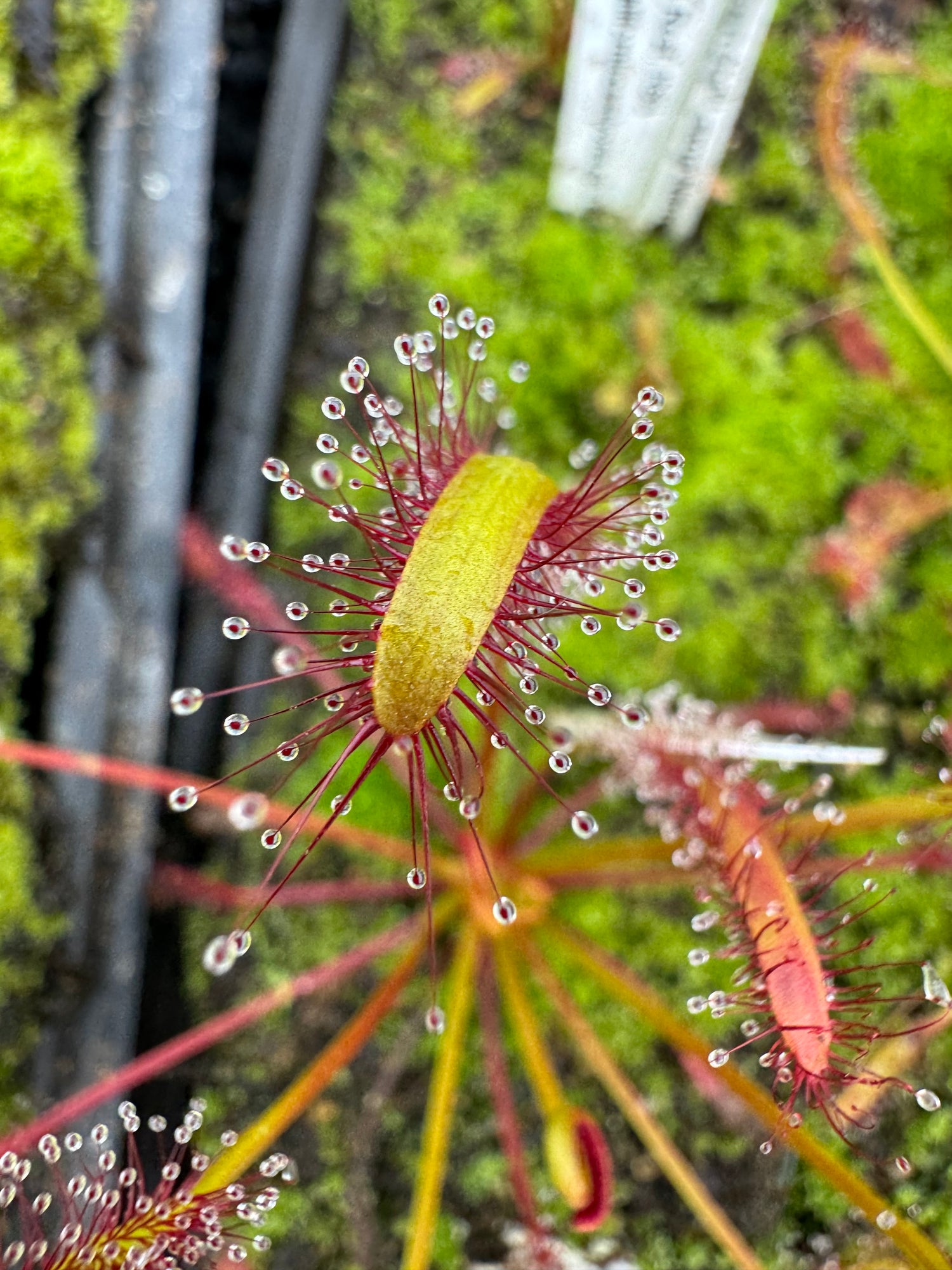 Drosera capensis “Large Narrow Form, Traveler’s Rest, RSA” Potted