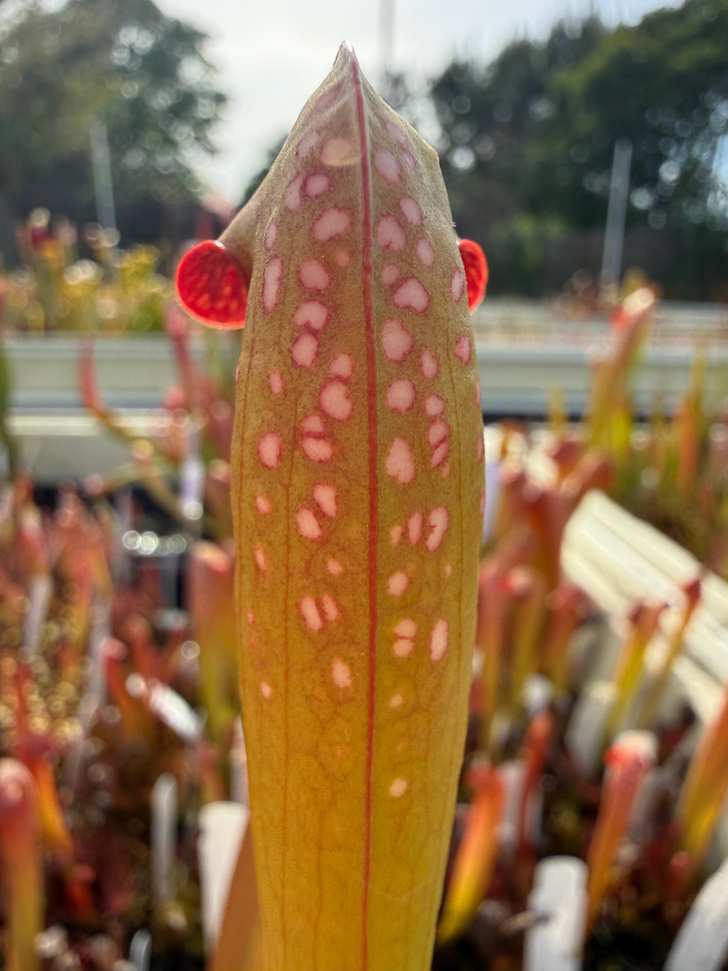 Sarracenia minor “Red Windows” x minor Potted