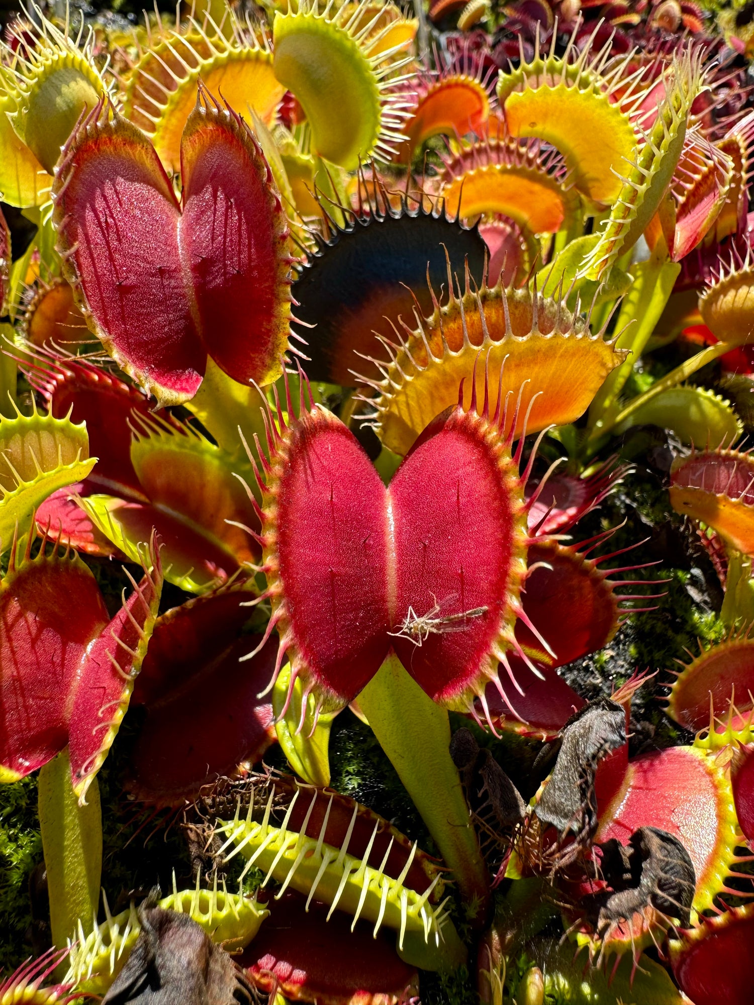 Dionaea m. 'Ginormous' Potted