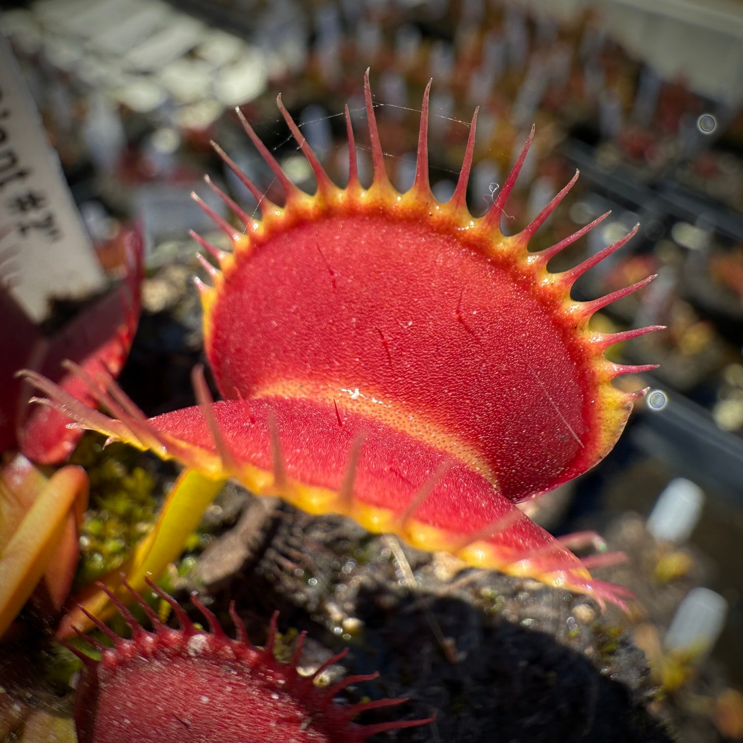 Dionaea m. "GC Giant 