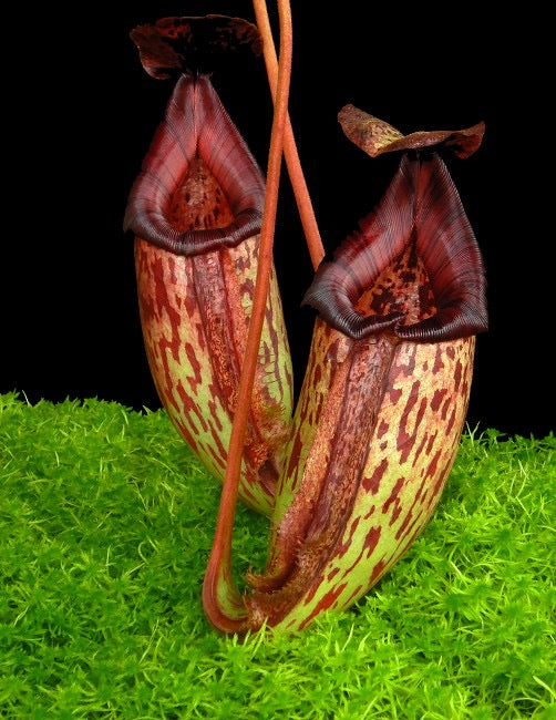 ペテンシー Nepenthes sibuyanensis x ( maxima x talangensis )