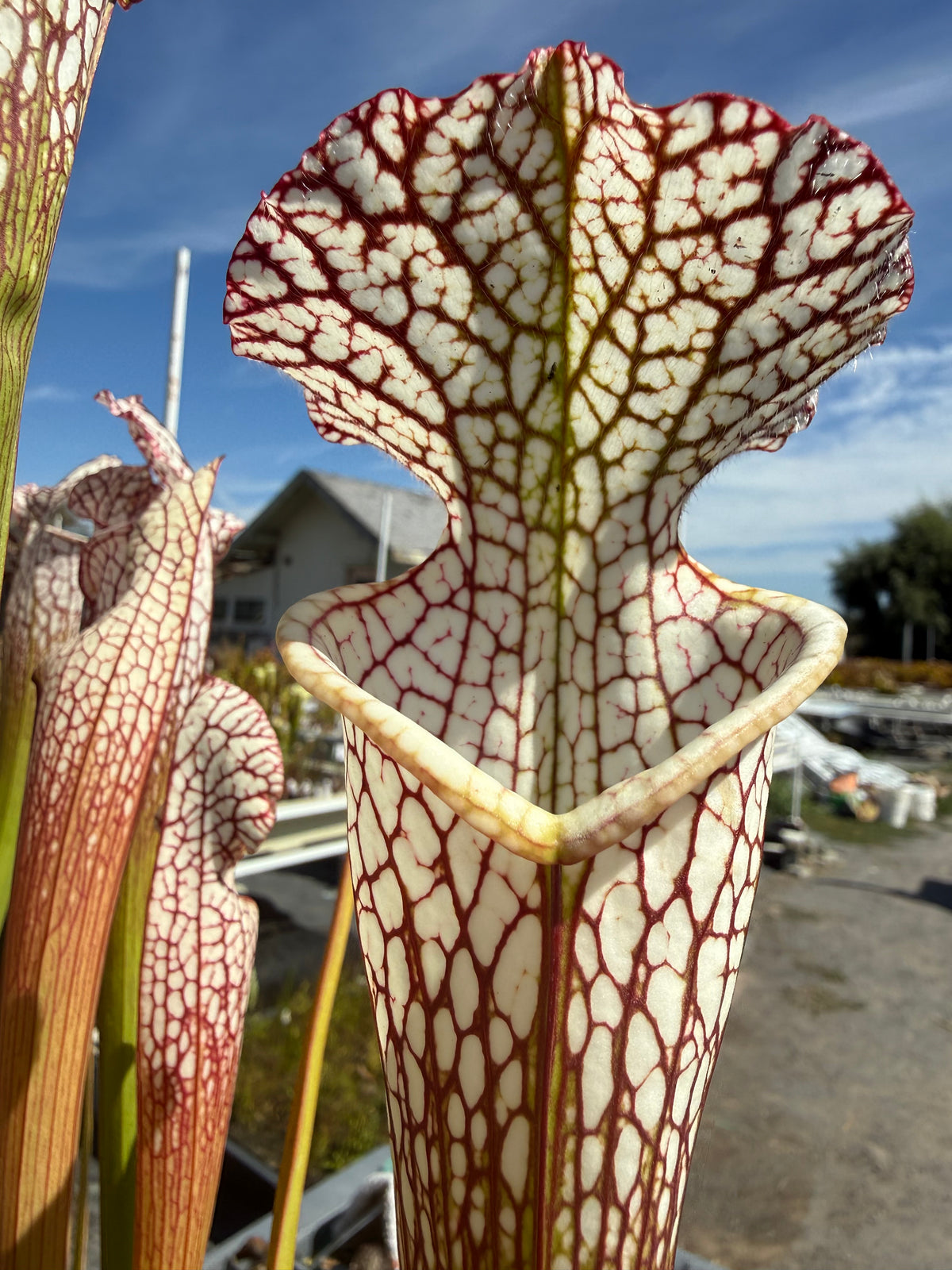 Sarracenia leucophylla “Selection A, Baldwin Co, AL” Potted