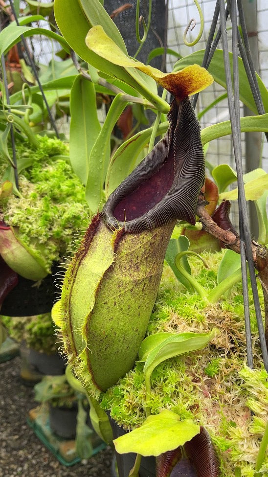 Nepenthes spathulata “Best Clone” Potted