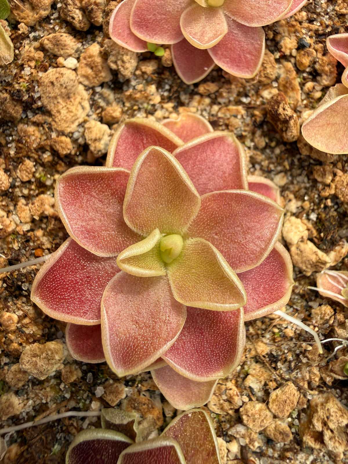 Pinguicula x ‘Scarlett Knight’ BARE ROOT