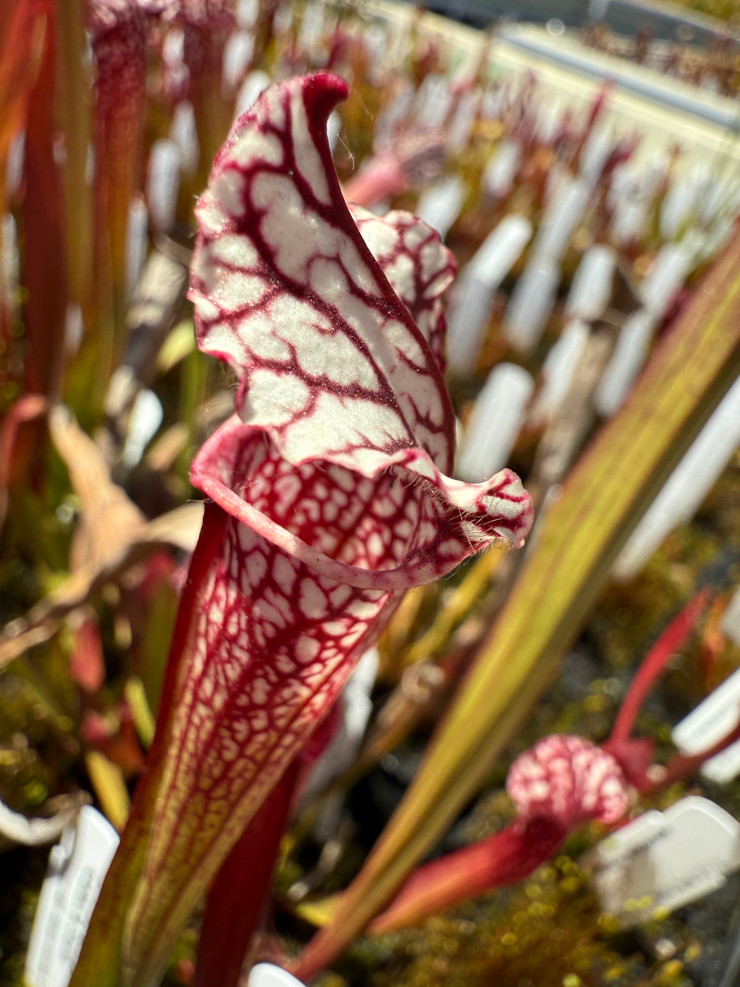 Sarracenia leucophylla Baldwin Co. “Great Lip” x leuc. ‘Calen’s Super’ Potted