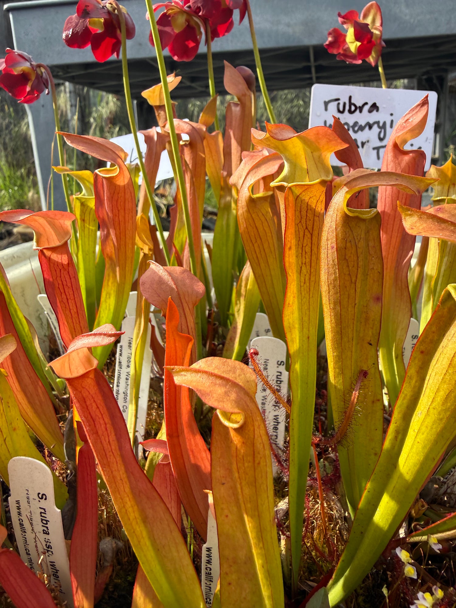 Sarracenia rubra ssp wherryi “Near Tibbie, Co, AL” Potted