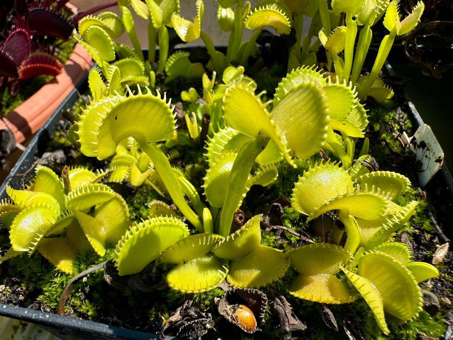 Dionaea m. 'Harmony' JH Potted