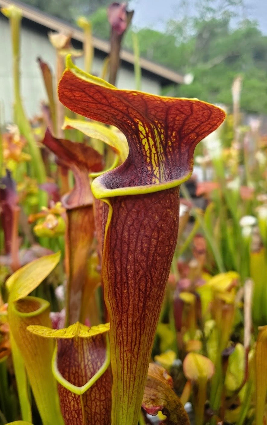Sarracenia alata "Night" x self DGA1 Potted