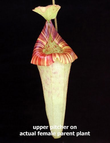 Nepenthes platychila Potted
